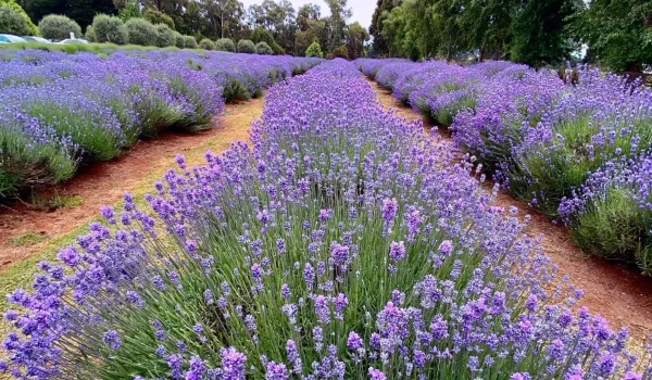 Yarra Valley Lavender Farm