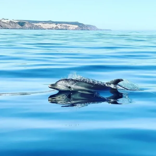 adelai kangaroo island tour