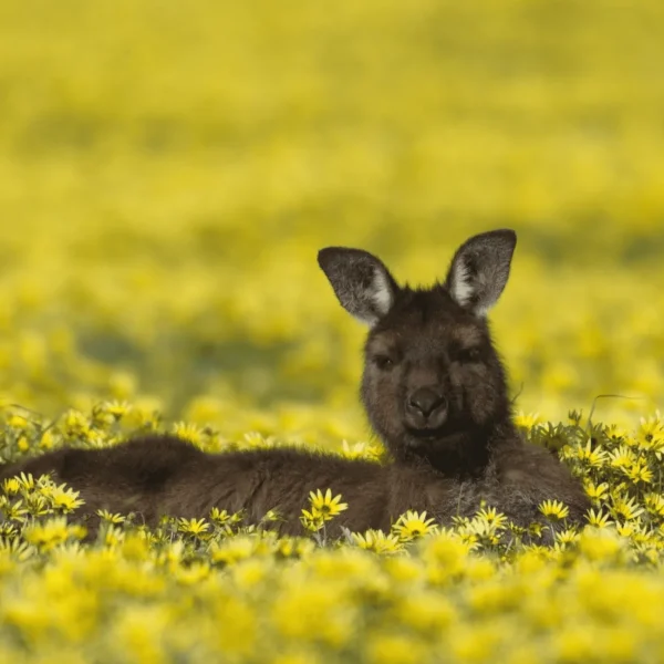 adelaide kangaroo island tour