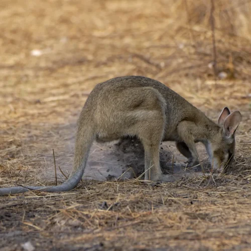 award-winning NT Bird Specialists