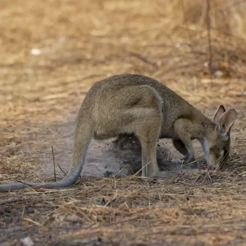 award-winning NT Bird Specialists