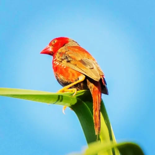 bird life