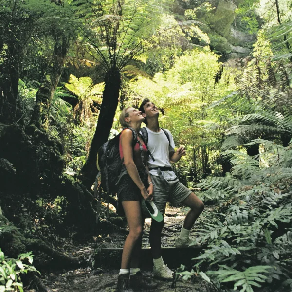 blue mountains day tours from sydney