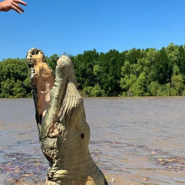 croc tour