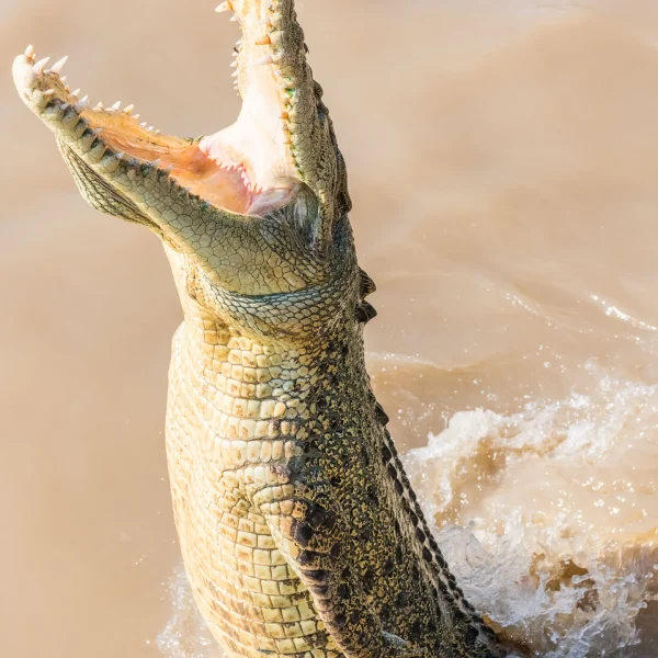darwin crocodile tour