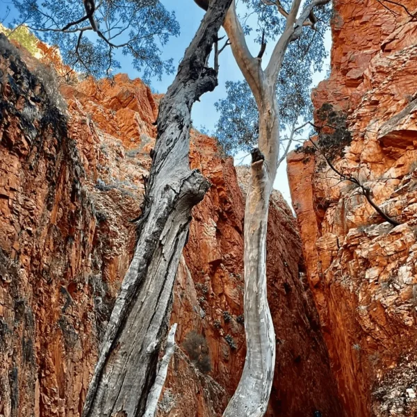 day trip from alice springs