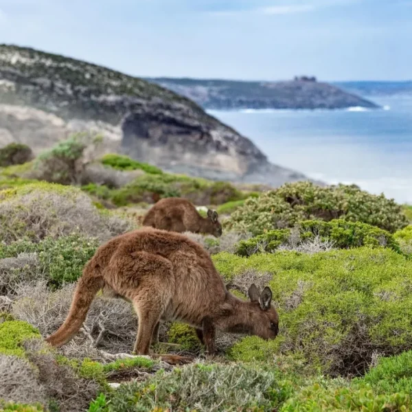 3 day trip kangaroo island