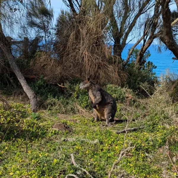 day trips from melbourne