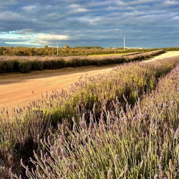 Lobster Lavender Trip