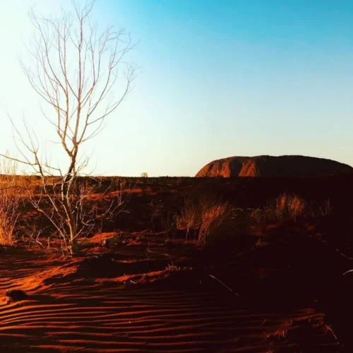 desert environment