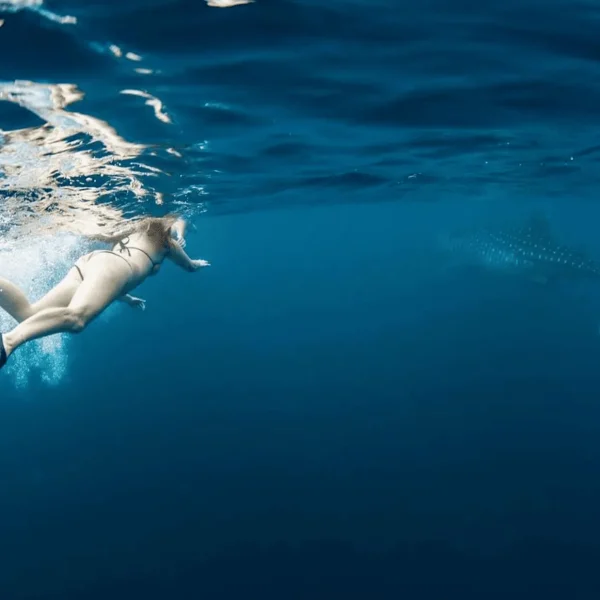 exmouth whale shark tour price
