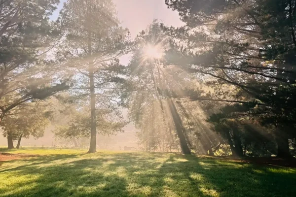 forested landscapes in the Yarra Valley