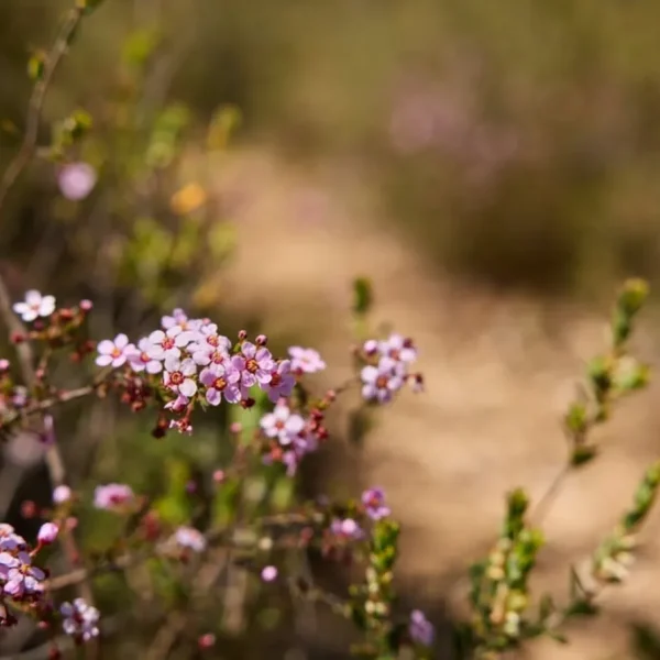 grampians day trip itinerary