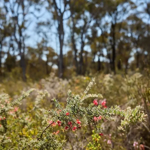 grampians national park day trip