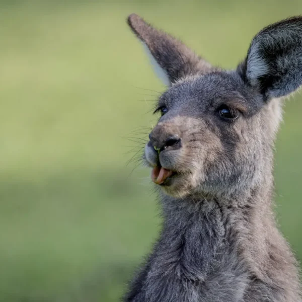 great ocean road 3 day tour