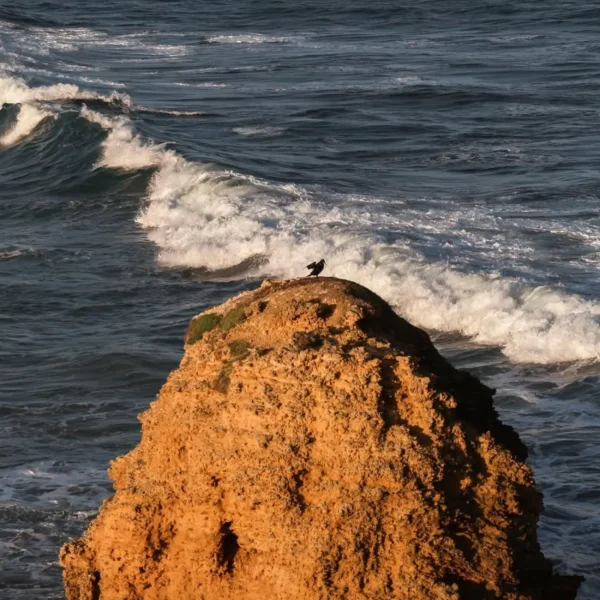 great ocean road tour 1 day