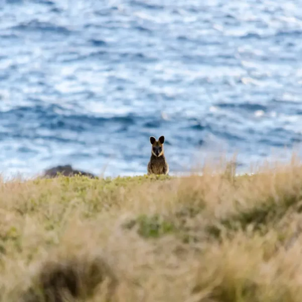 great ocean road tour itinerary
