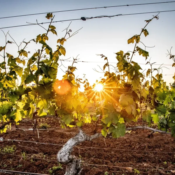hunter valley winery tours