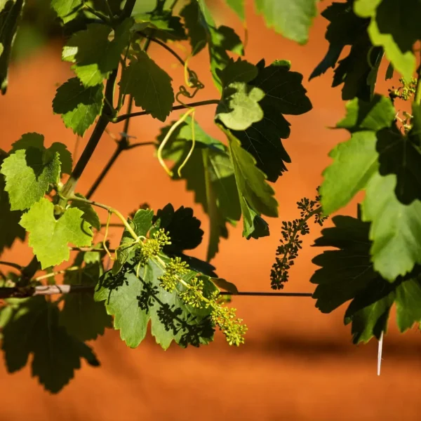 hunter valley wine tours pokolbin