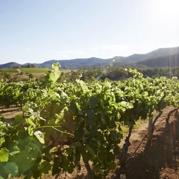 hunter valley tour