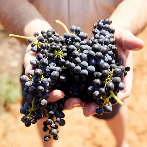 vinyard tours