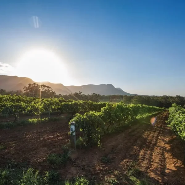 sydney to hunter valley tours