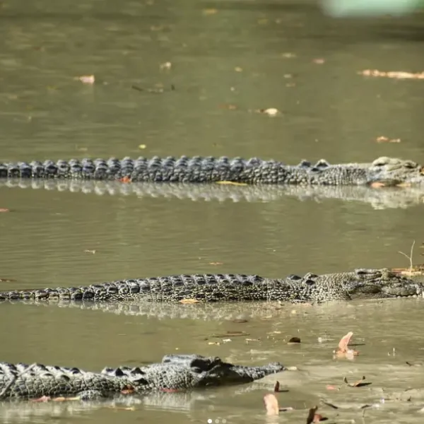 jumping crocodile tours darwin