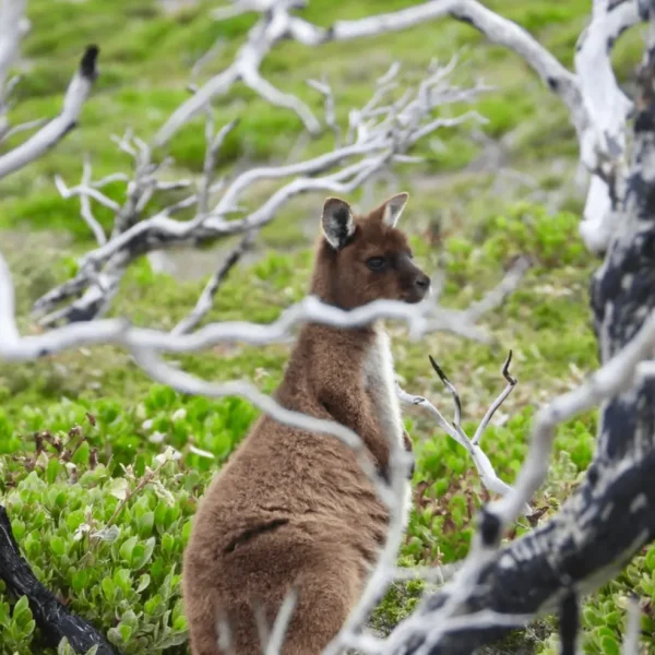 kangaroo island 3 day tours from penneshaw