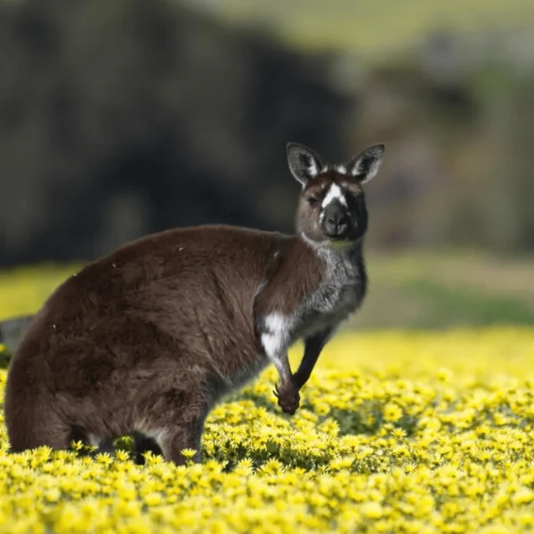 kangaroo island 3 day trip from adelaide