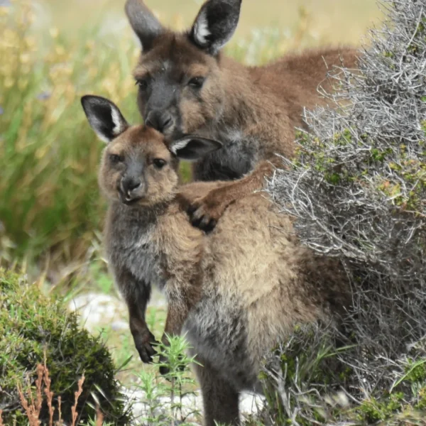 kangaroo island tour
