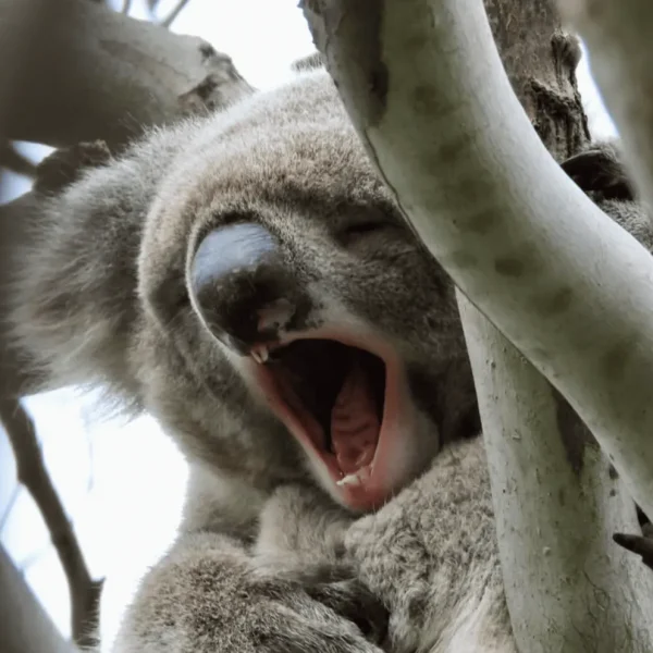 kangaroo island tours adelaide