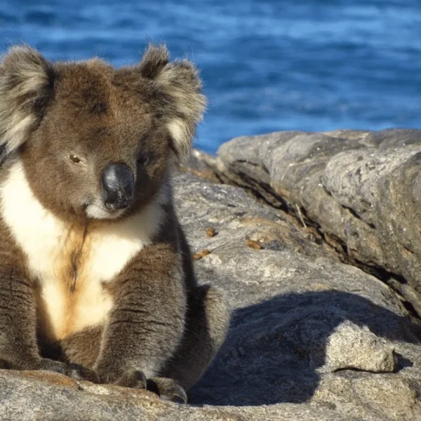 kangaroo island tours from adelaide 2 days