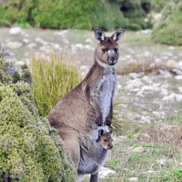 kangaroo island trips from adelaide