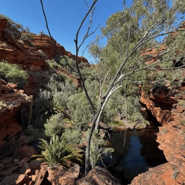 kings canyon tour from ayers rock