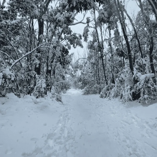 melbourne ski tour