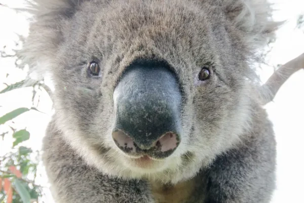 melbourne to adelaide tours
