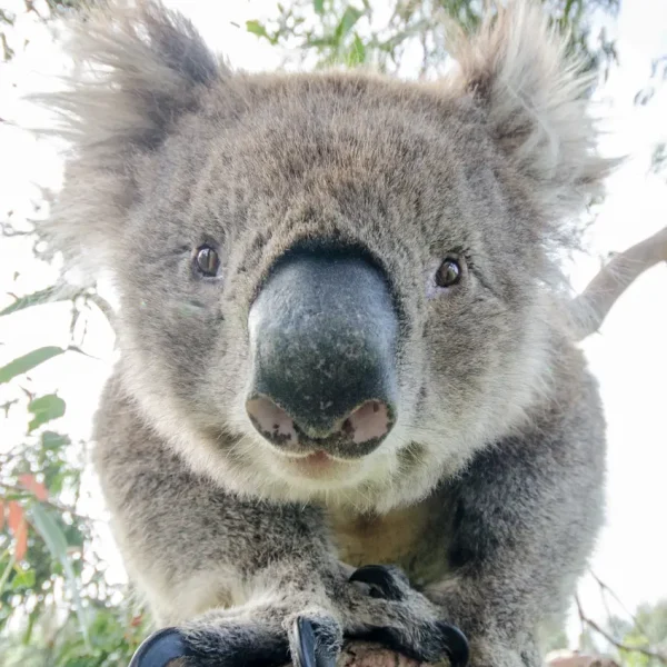melbourne to adelaide tours