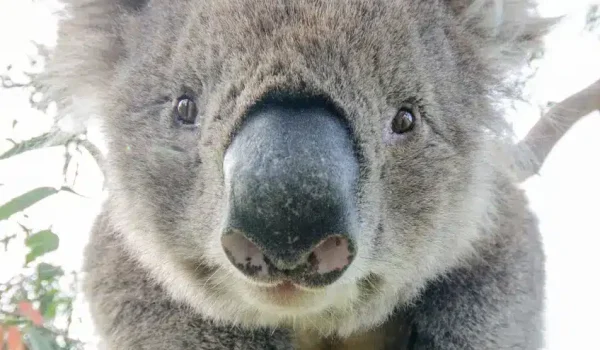 melbourne to adelaide tours