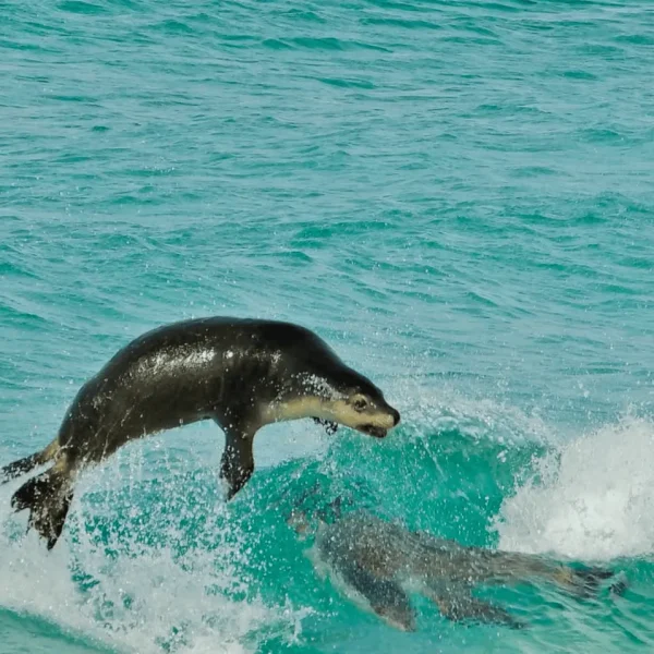 melbourne to kangaroo island tour
