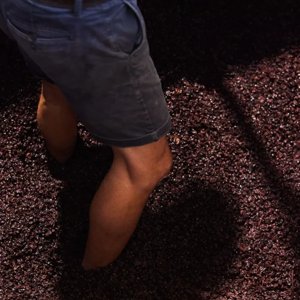 melbourne yarra valley wine tour