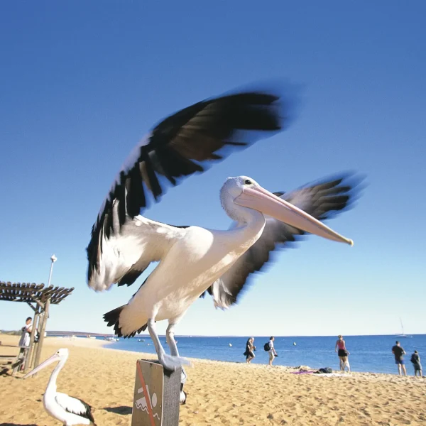 monkey mia tours from perth