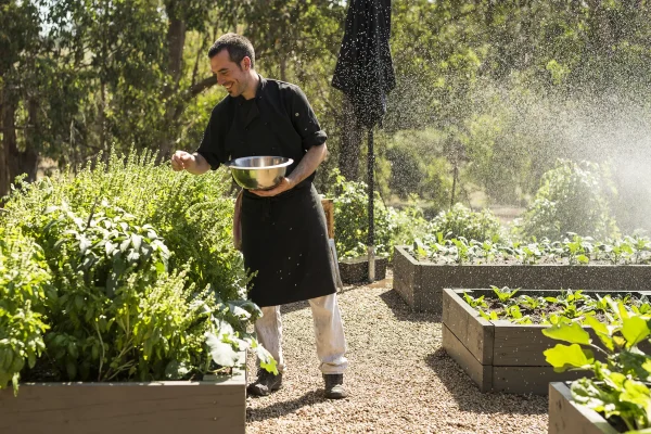 mornington peninsula wineries tours