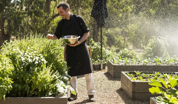 mornington peninsula wineries tours
