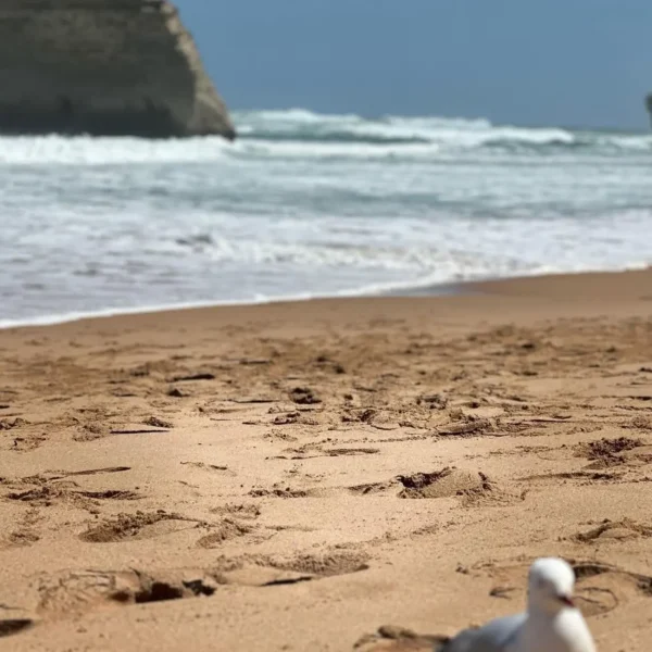one day trip to great ocean road