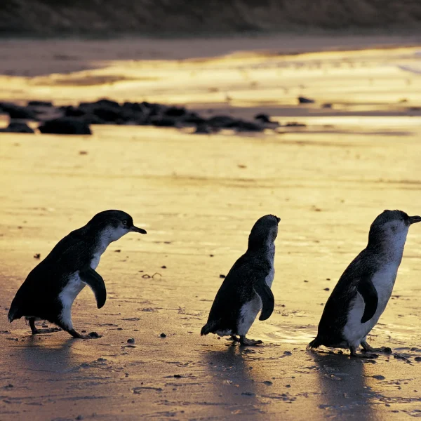 phillip island tour