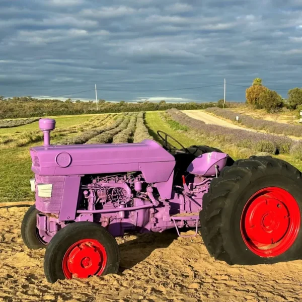 Lobster Lavender Trips