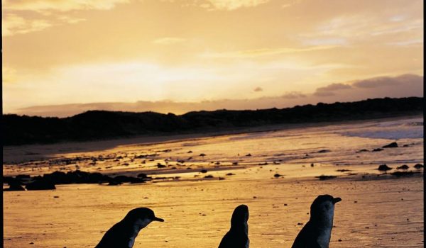 phillip island penguin tour from melbourne