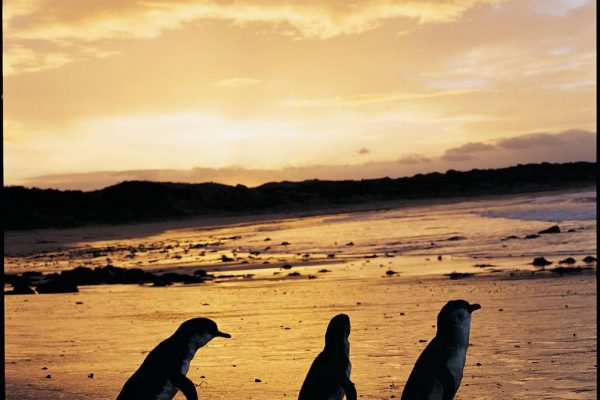 phillip island penguin tour from melbourne