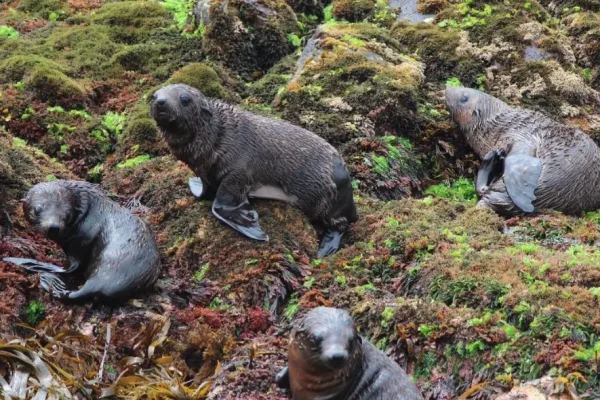 phillip island seals