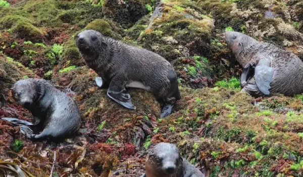 phillip island seals